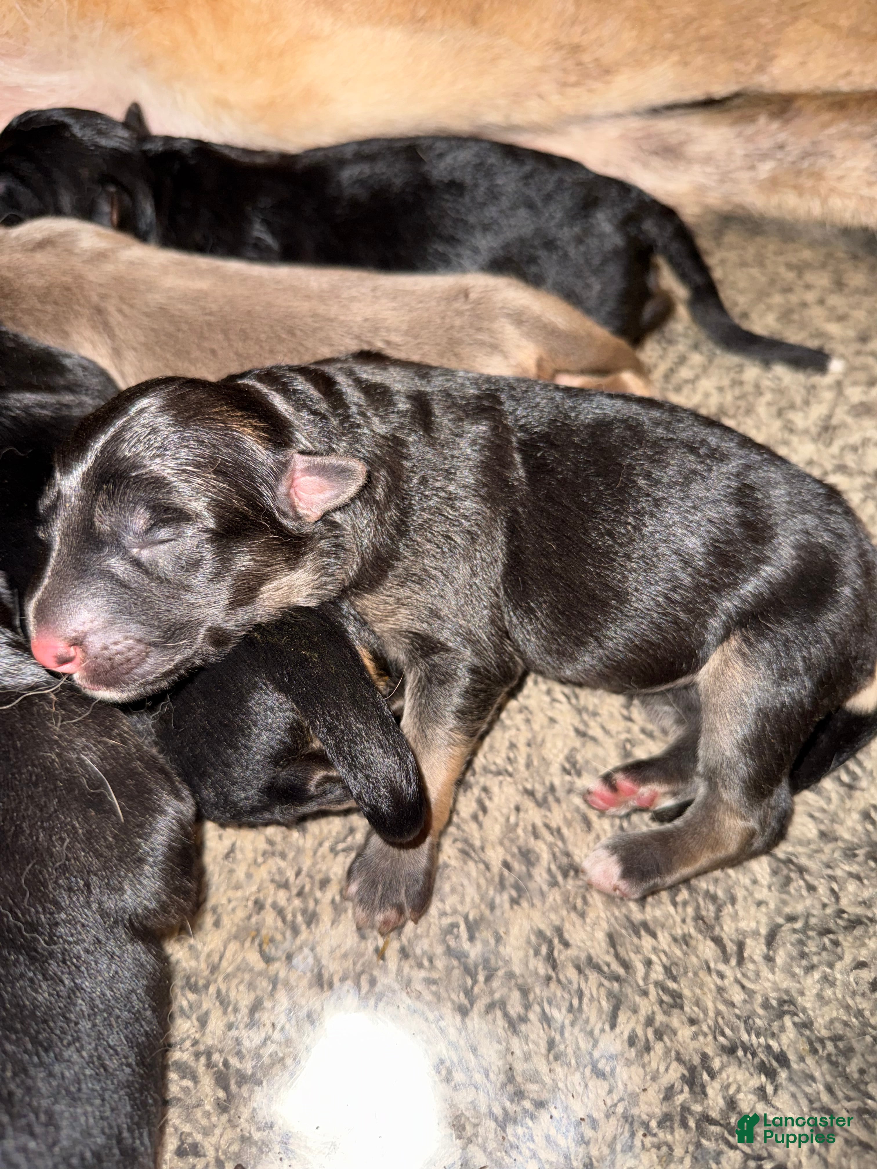 German Shepherd dogs Iris  - Ad 10