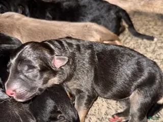 German Shepherd dogs Iris - Ad 10