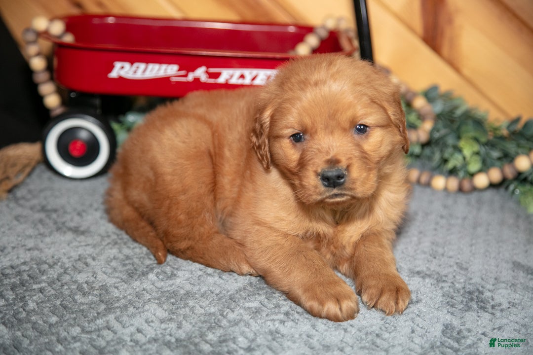 Golden Retriever dogs for sale: Milo - Ad 3