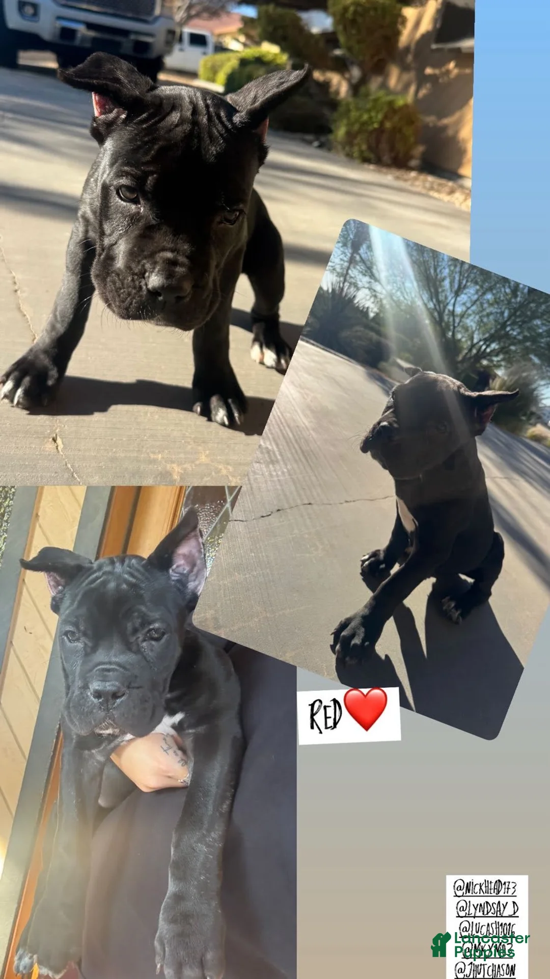 Gallery Image {{count}}