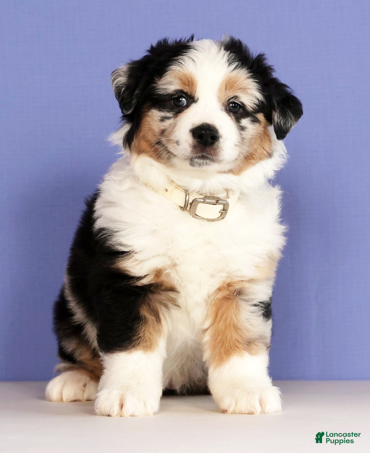 Miniature Australian Shepherd dogs Bella - Ad 2