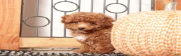 Toy Poodle dogs for sale: Acorn - Teacup Poodle  - Ad 3
