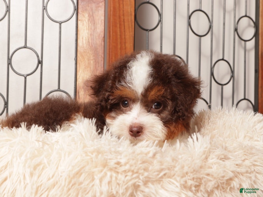 Mini Aussiedoodle dogs Ella - Shy F1B Mini Aussie Doodle  - Ad 1