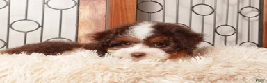 Ella - Shy F1B Mini Aussie Doodle 