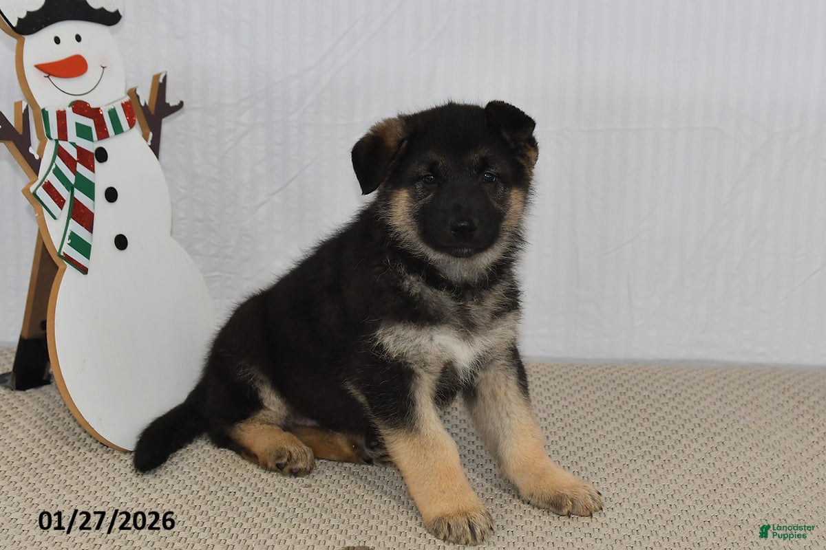 German Shepherd dogs Cody - Ad 28
