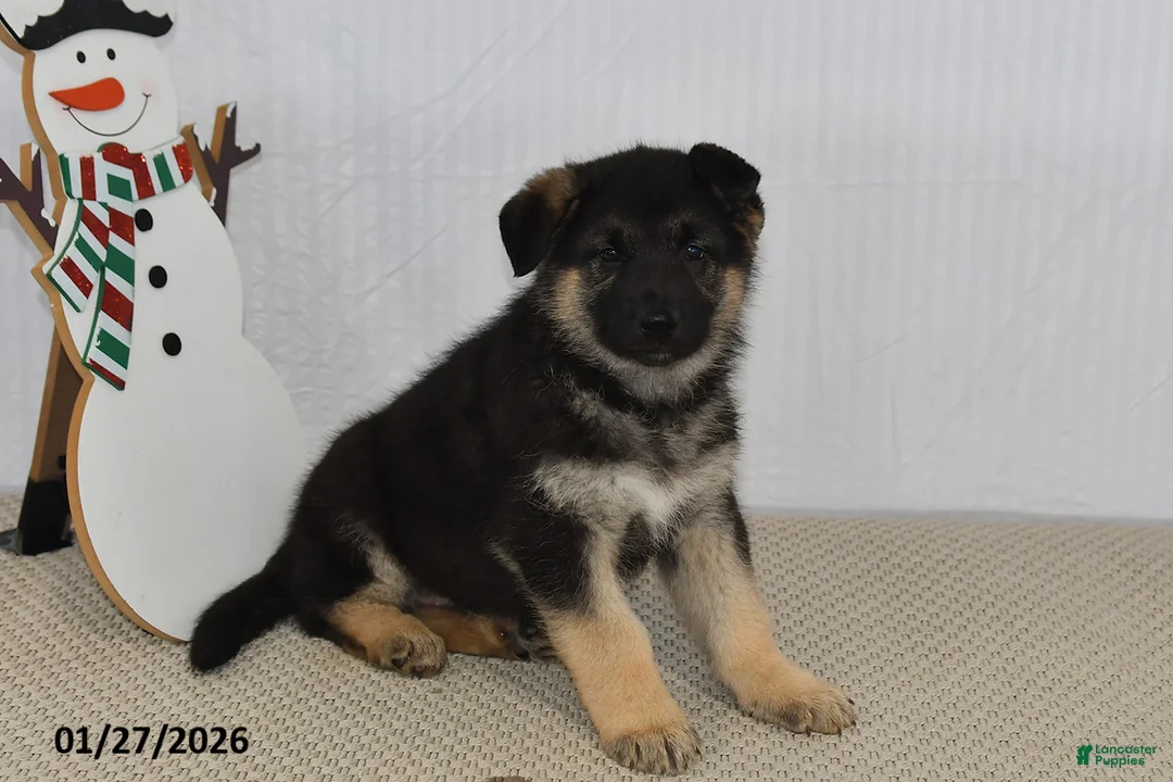 German Shepherd dogs for sale: Cody - Ad 1
