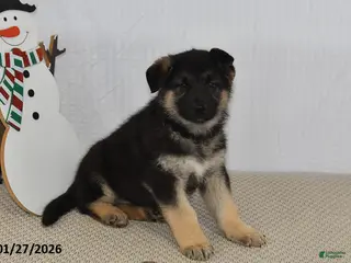 German Shepherd dogs Cody - Ad 28