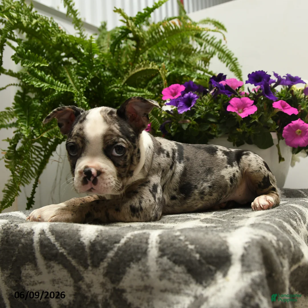 Boston Terrier dogs for sale: Norman - Ad 5