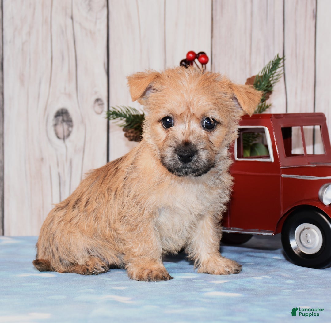 Cairn Terrier dogs for sale: Journee  - Ad 2