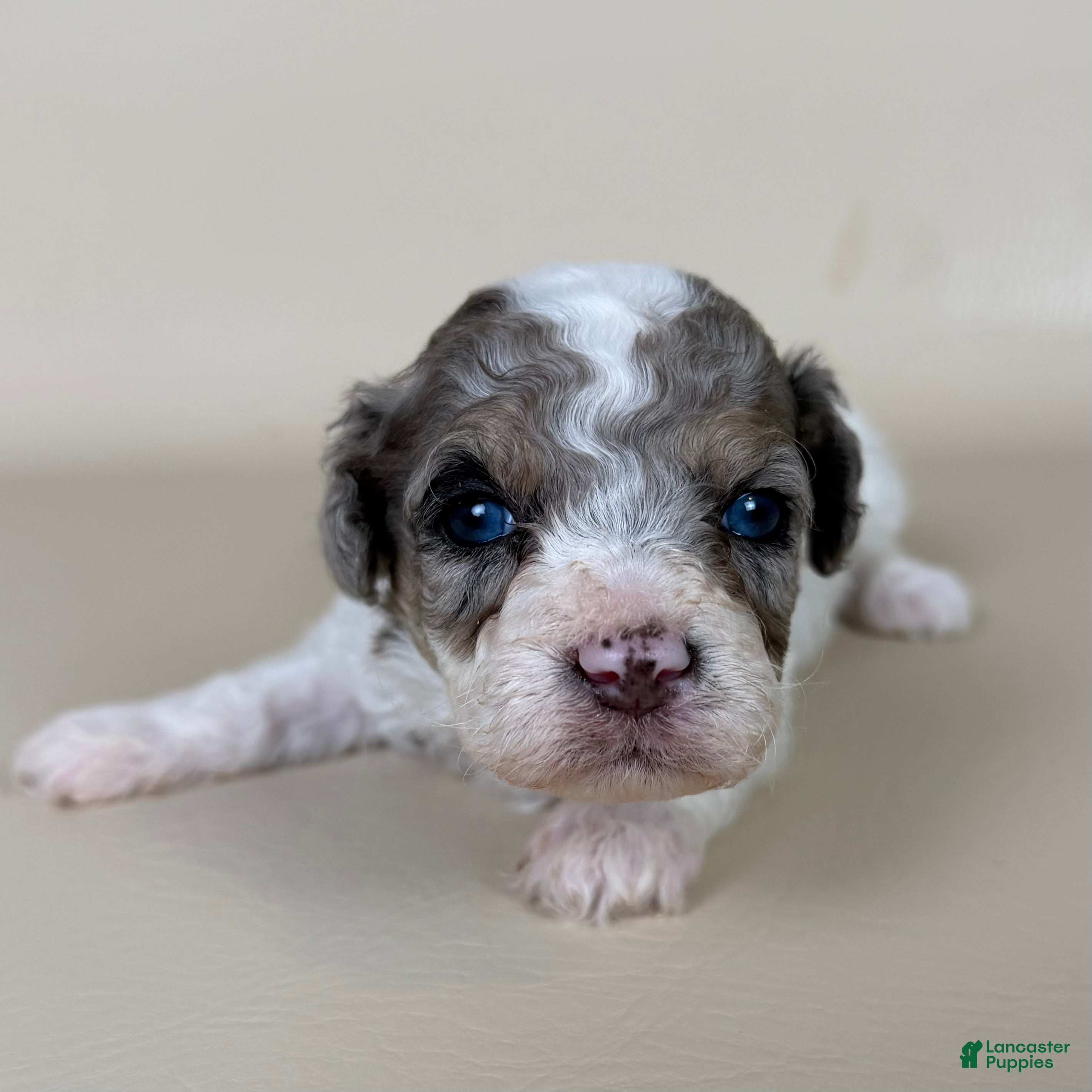 Maltipoo dogs Beckham - Ad 2