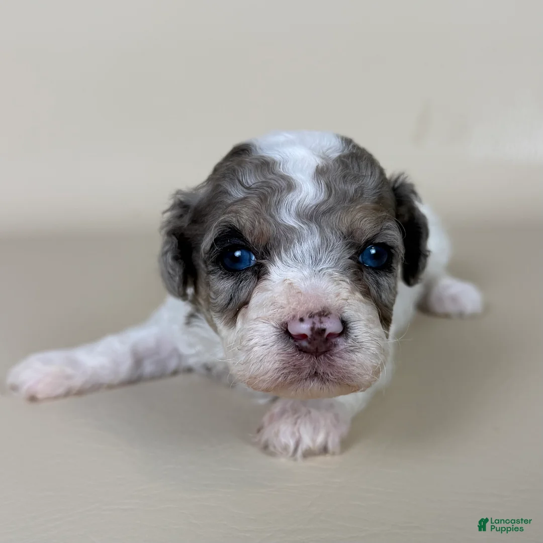 Maltipoo dogs for sale: Beckham - Ad 2