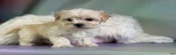 Morkie dogs for sale: Talia  - Ad 5