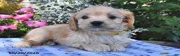 Cavachon dogs for sale: Tanner  - Ad 3