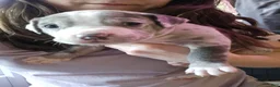 American Bully dogs for sale: American Bully Puppy 11 - Ad 3