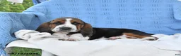 Basset Hound dogs for sale: Charles - Ad 5