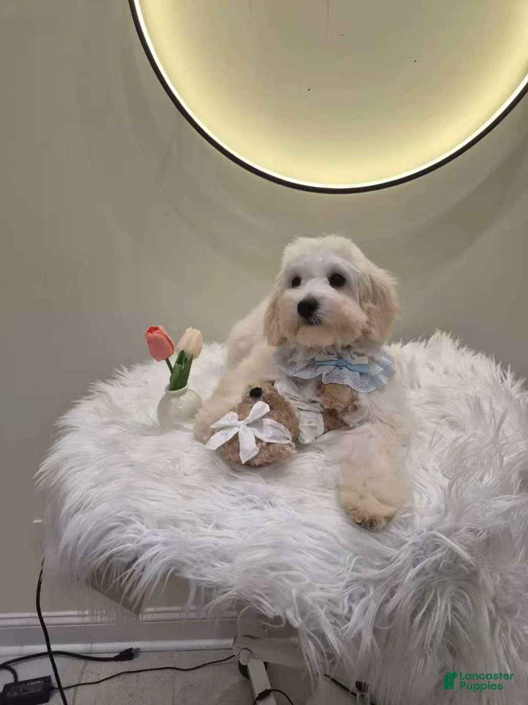 Maltipoo dogs for sale: Milo - Ad 3