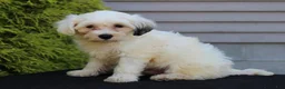 Teddy Bear dogs for sale: Hemlock - Ad 1