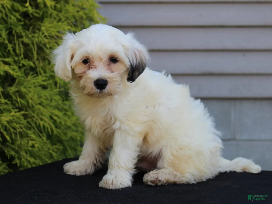 Teddy Bear dogs for sale: Hemlock - Ad 1