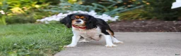 Cavalier King Charles Spaniel dogs for sale: Skylar - Ad 9