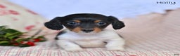 Miniature Dachshund dogs for sale: Holly - Ad 3