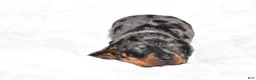 Miniature Dachshund dogs for sale: Hudson - Ad 5
