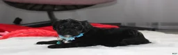 Yorkiepoo dogs for sale: Ranger  - Ad 5