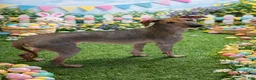 Xoloitzcuintle dogs for sale: Xoloitzcuintle Puppy 1 - Ad 1