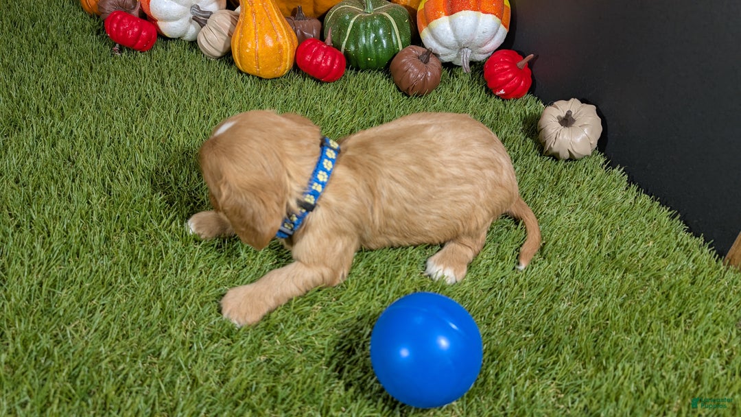 Cavalier King Charles Spaniel dogs for sale: Cavalier King Charles Spaniel Puppy 1 - Ad 3