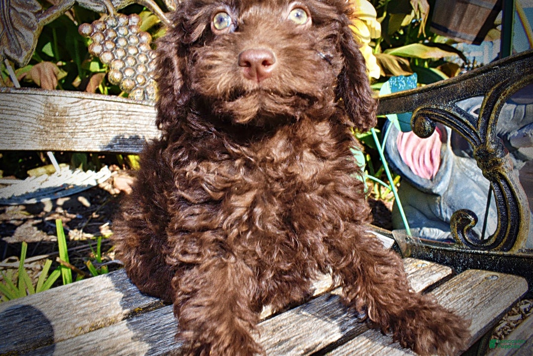 Havapoo dogs for sale: Isabella - Ad 5