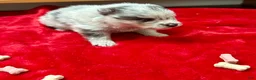 Pomeranian dogs for sale: Silver Merle Boy 4 weeks - Ad 5