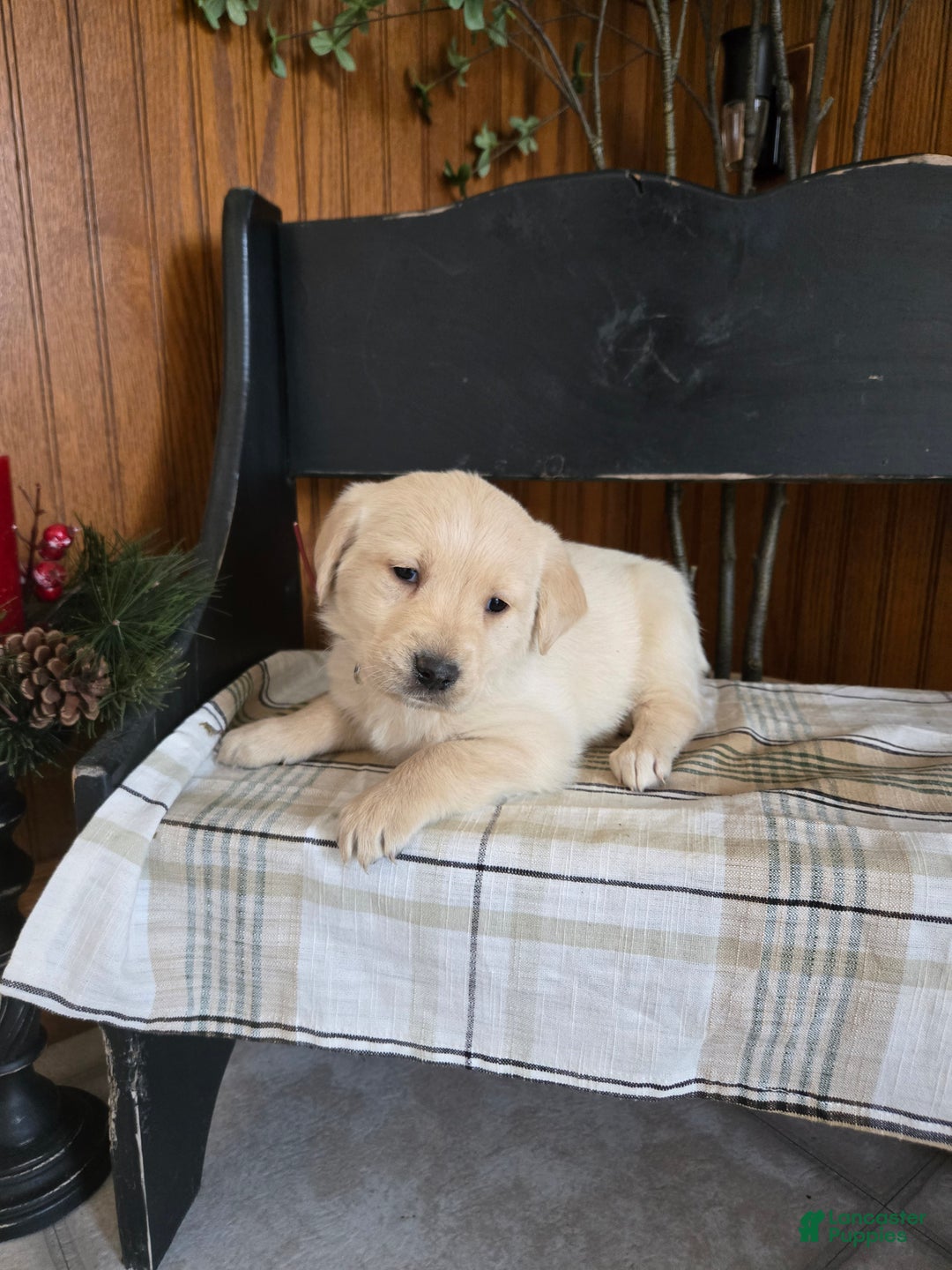 Goldador dogs for sale: Tucker  - Ad 3