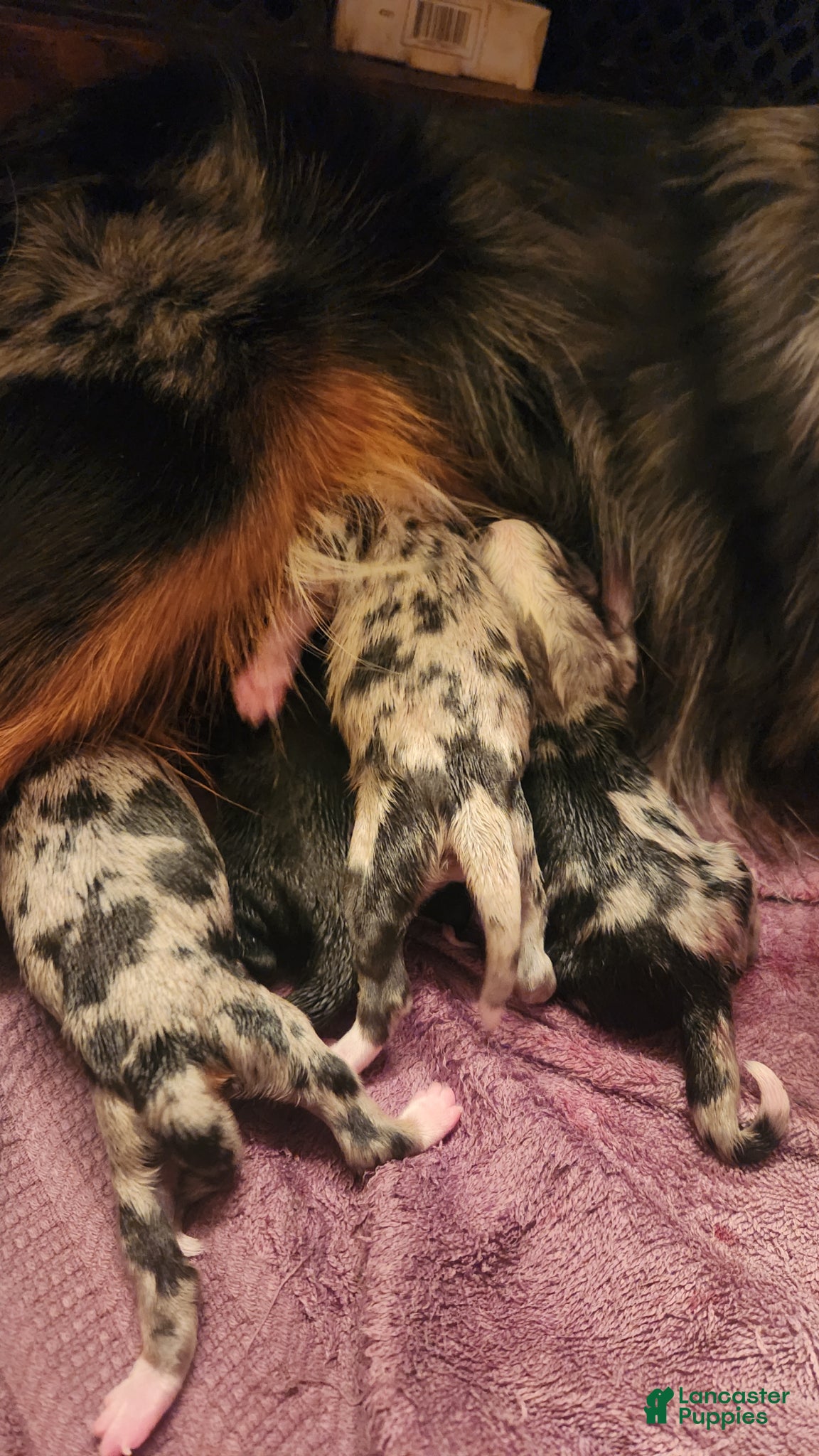 Miniature Australian Shepherd dogs Miniature Australian Shepherd Puppy 6 - Ad 8