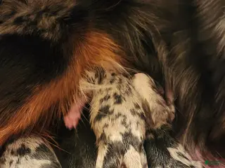 Miniature Australian Shepherd dogs Miniature Australian Shepherd Puppy 6 - Ad 38