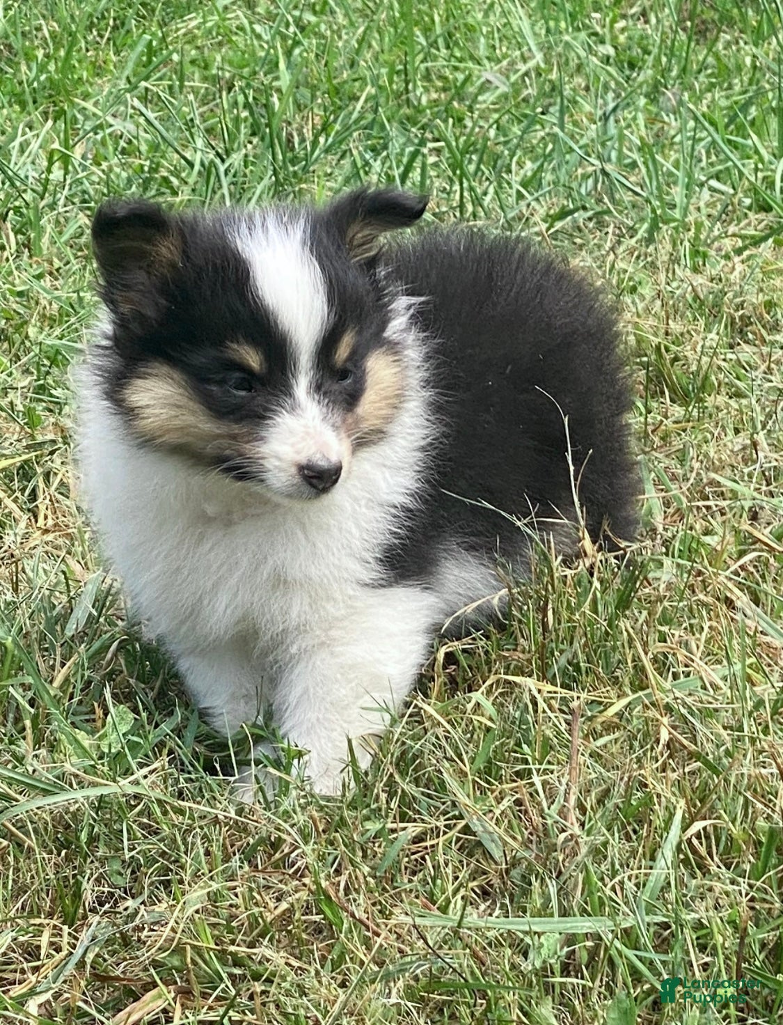 Shetland Sheepdog dogs Neesha - Ad 6