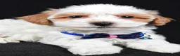 Maltipoo dogs for sale: Minston - Ad 4