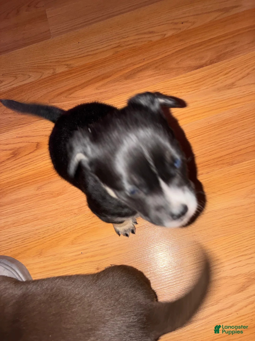 Mixed Breed dogs for sale: Shadow  - Ad 1