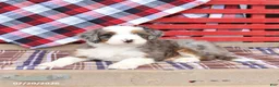 Mini Bernedoodle dogs for sale: Gigi  - Ad 4