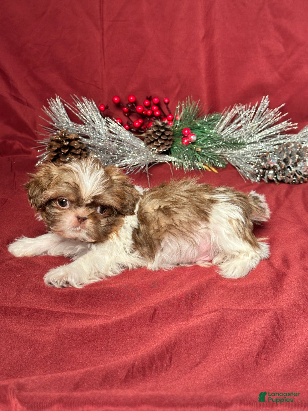 Shih Tzu dogs for sale: Max - Ad 4