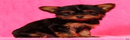 Yorkshire Terrier dogs for sale: Frisky - Ad 1
