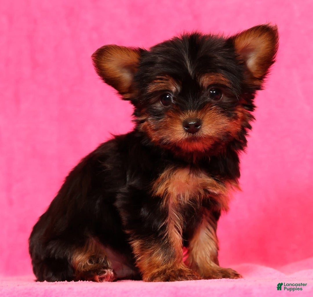 Yorkshire Terrier dogs for sale: Frisky - Ad 1