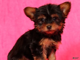 Yorkshire Terrier dogs Frisky - Ad 6