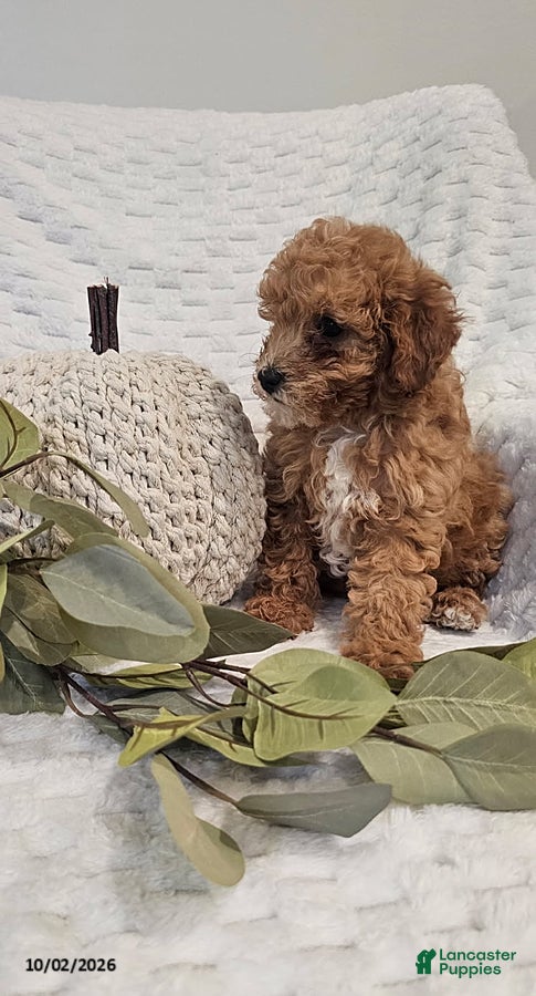 Mini Goldendoodle dogs Pumpkin - Ad 2