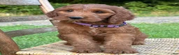 Irish Doodle dogs for sale: Molly - Ad 9