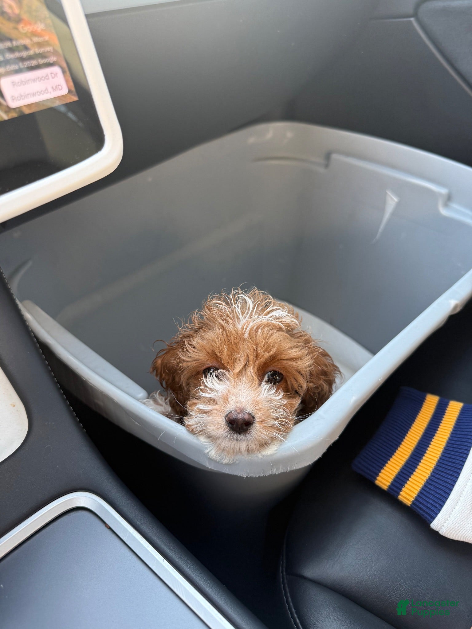 Cockapoo dogs BJ - Ad 2