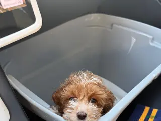 Cockapoo dogs BJ - Ad 2