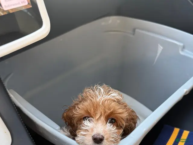 Cockapoo dogs BJ - Ad 2
