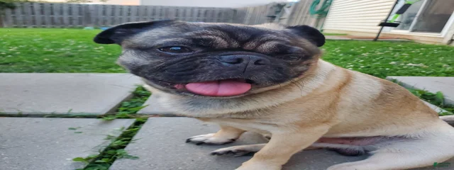 Gizmo