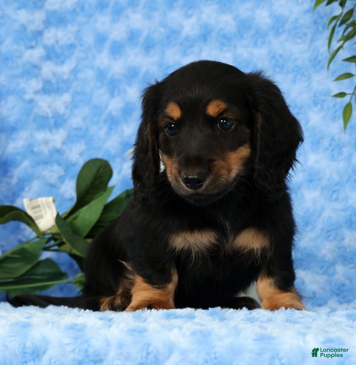 Miniature Dachshund dogs for sale: Samson - Ad 2