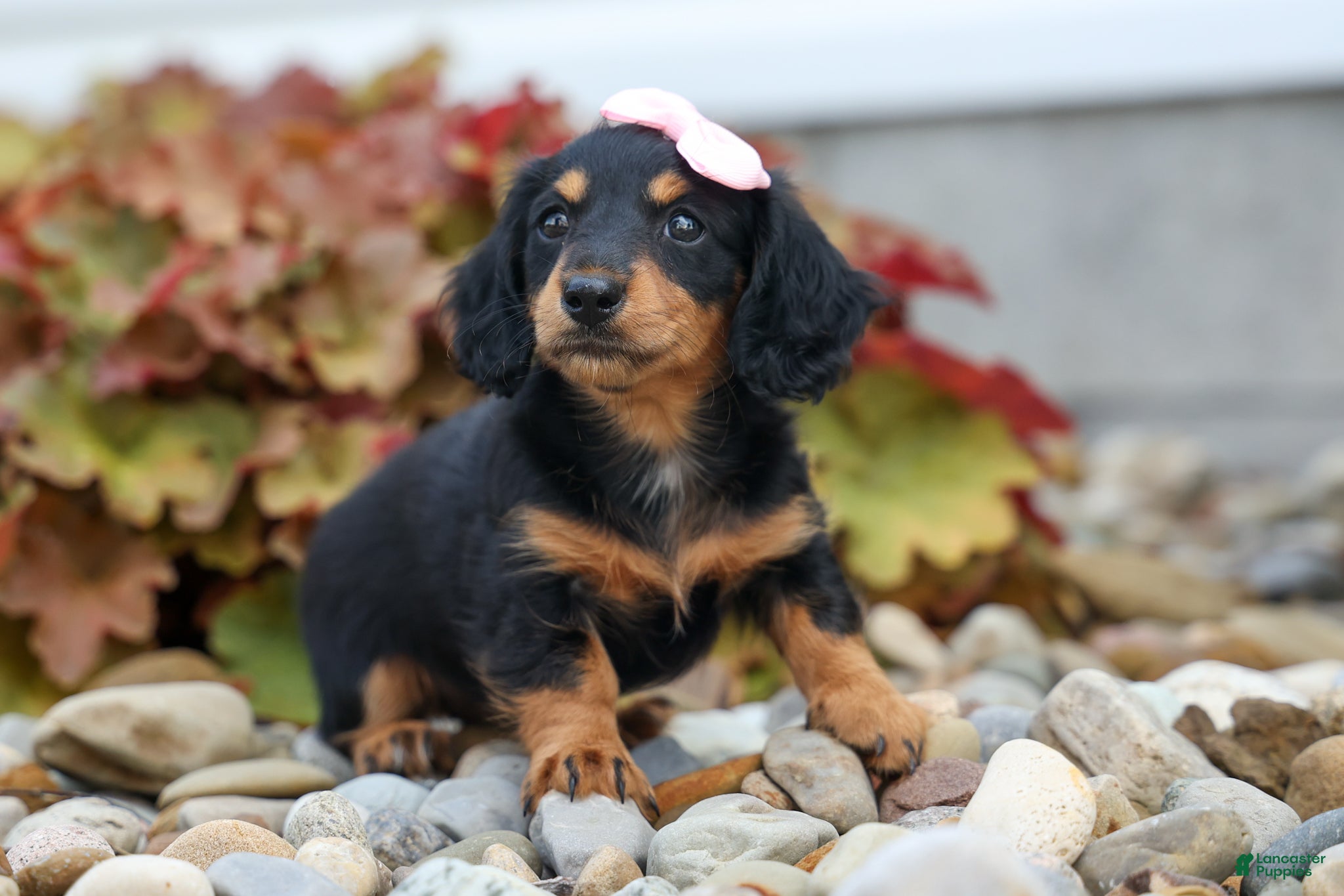 Miniature Dachshund dogs Tessa 💞 - Ad 2