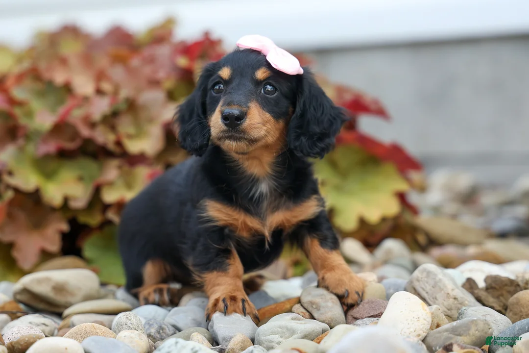 Miniature Dachshund dogs for sale: Tessa 💞 - Ad 2
